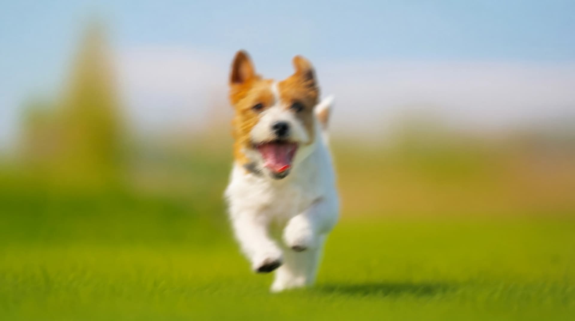 image-sharpener-before