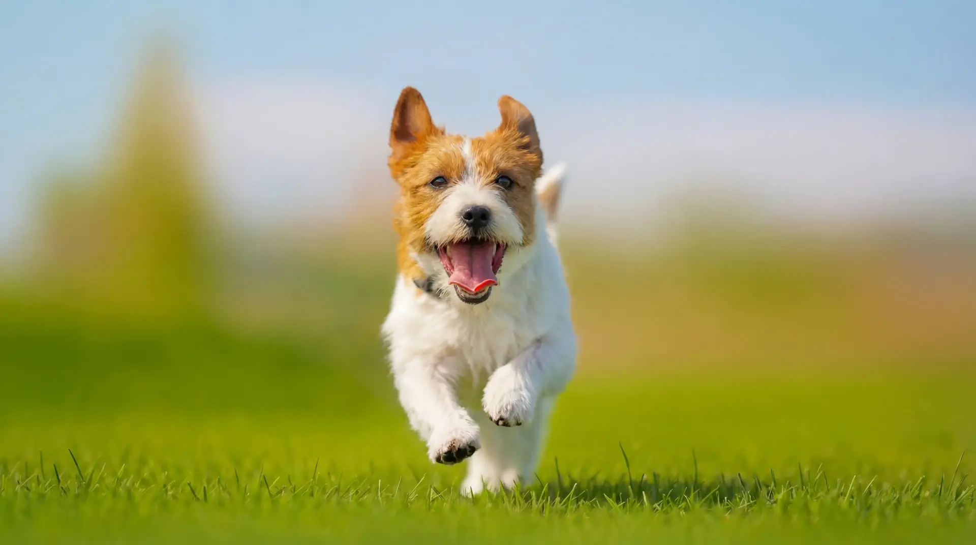 image-sharpener-after