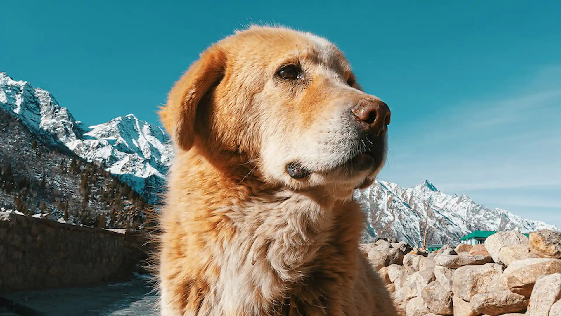 photo-enhancer-after