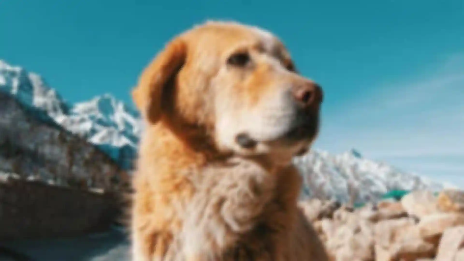 photo-enhancer-before